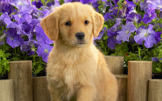 http://www.dogwallpapers.net/golden-retriever/cute-golden-retriever-puppy-and-flowers-photo.html